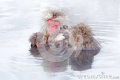 Family in the spa water Monkey Japanese macaque, Macaca fuscata, red face portrait in the cold water with fog, animal in the Stock Photo