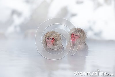 Family in the spa water Monkey Japanese macaque, Macaca fuscata, red face portrait in the cold water with fog, animal in the Stock Photo