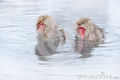 Family in the spa water Monkey Japanese macaque, Macaca fuscata, red face portrait in the cold water with fog, animal in the Stock Photo