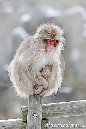 Family in the spa water Monkey Japanese macaque, Macaca fuscata, red face portrait in the cold water with fog, animal in the Stock Photo