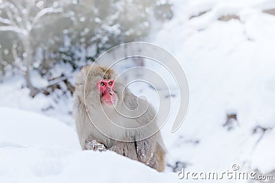 Family in the spa water Monkey Japanese macaque, Macaca fuscata, red face portrait in the cold water with fog, animal in the Stock Photo