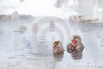 Family in the spa water Monkey Japanese macaque, Macaca fuscata, red face portrait in the cold water with fog, animal in the Stock Photo