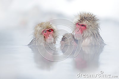 Family in the spa water Monkey Japanese macaque, Macaca fuscata, red face portrait in the cold water with fog, animal in the Stock Photo