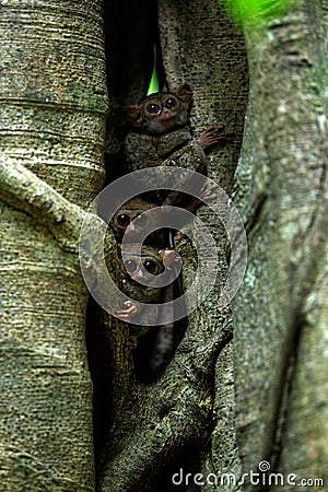 Family of spectral Tarsiers, Tarsius spectrum, portrait of rare endemic nocturnal mammals, small cute primate in large ficus tree Stock Photo