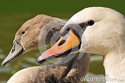 Family swan - mother and daughter Stock Photo