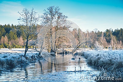 Family of swans swimming on the river frosty morning Stock Photo