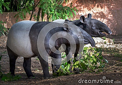 The family of tapirs in the natural. Stock Photo