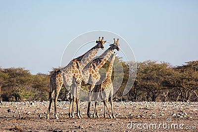 A family of three giraffes stands in a rocky desert. In the background there are bushes and a blue sky. Shot in the wild in Stock Photo