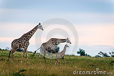 Family of three giraffes on savanna Stock Photo