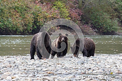 A family of three Grizzly Brown Bears on a river beach in Canada Stock Photo