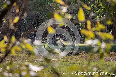 Family of three wild kangaroos in the forest. Framed with tree leaves like a window. Animals looking at camera. Blurry leaves at Stock Photo