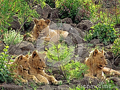 Family Time Stock Photo