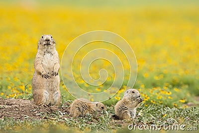 Family time Stock Photo