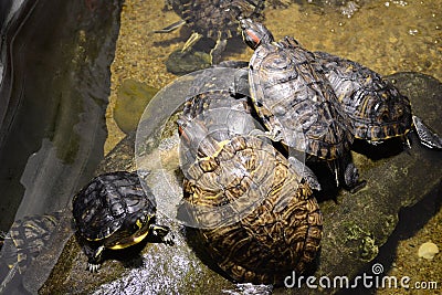 Family of turtles Stock Photo