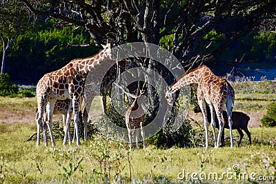 Family Unit: Giraffa camelopardalis, Fossil Rim Wildlife Center Stock Photo