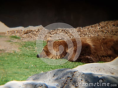 brown bear resting in a zoo Stock Photo