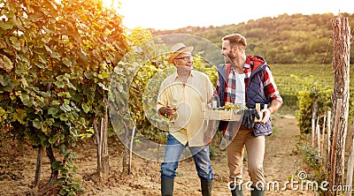 Family in vineyard celebrating harvesting grapes Stock Photo
