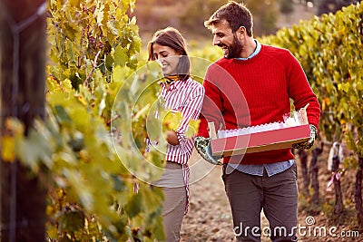 Family vineyard - Young couple winegrower grapes on vineyard Stock Photo