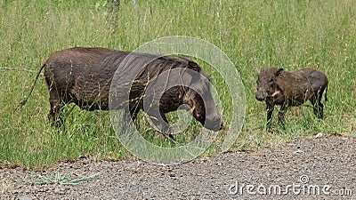 Family of Warthogs Stock Photo