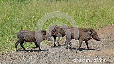 Family of Warthogs Stock Photo