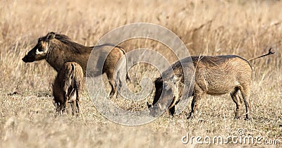 A family of warthogs also known as Pumbaa, enjoying the vegetation of the Pilanesberg National Park in South Africa Stock Photo