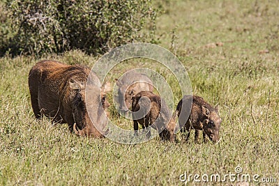 Family of warthogs grazing in dry grass Stock Photo