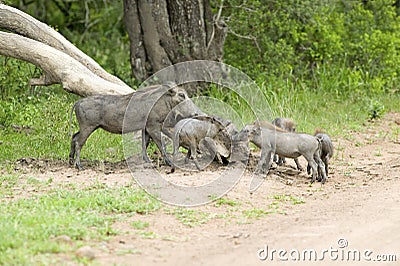 Family of warthogs in Umfolozi Game Reserve, South Africa, established in 1897 Stock Photo