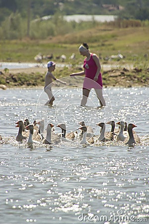 Family in water with geese Stock Photo