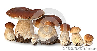 Family of white porcini. Wild Foraged Mushroom selection isolated on background, with shadow. Boletus Edulis mushrooms Stock Photo
