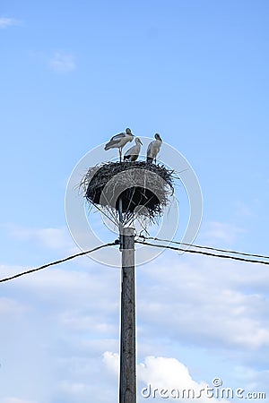 Family of storks on nest on the electric pole Stock Photo