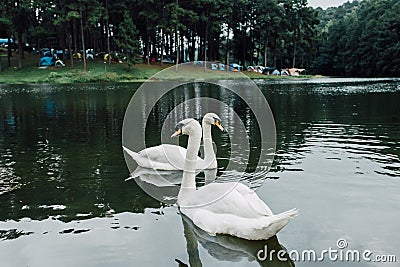 Family of white swan Cygnini and grey young swans floating on lake in wildlife Stock Photo