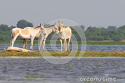 Family of wild asses by the side of lake Stock Photo