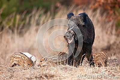 Family wild boar grazing on dry field in autumn nature Stock Photo