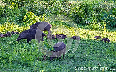 Family of Wild boar(Sus scrofa) Stock Photo