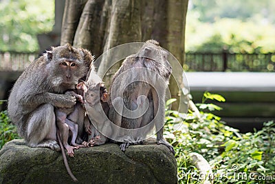 Family of Wild Rhesus Monkeys in Ubud, Bali, Indonesia Stock Photo