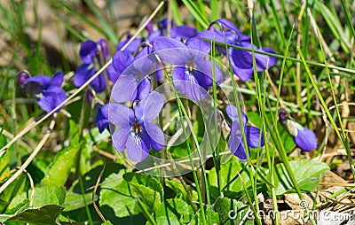 Family of wild viola flowers Stock Photo