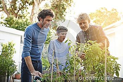 Family working in garden together in backyard with generations, grandfather with father and kid with plants. Bonding Stock Photo