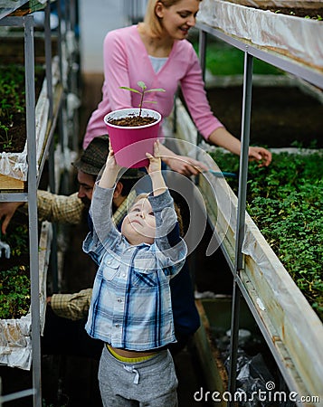 Family working together in greenhouse. Little blond boy holding pink pot above his head, mum and dad planting flowers in Stock Photo