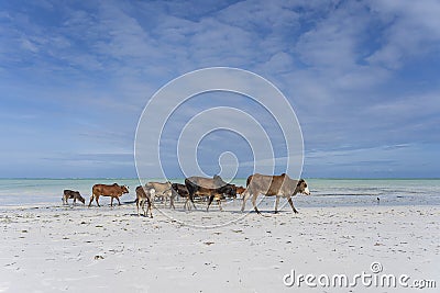 Family of zebu cattle walking along the beach near sea water of Zanzibar island, Tanzania, Africa. Cows and bull with a calf on Stock Photo