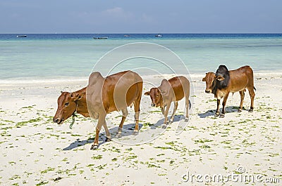 Family of Zebu cattle Stock Photo