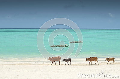 Family of Zebu cattle walking along the beach of Zanzibar, Tanzania Stock Photo