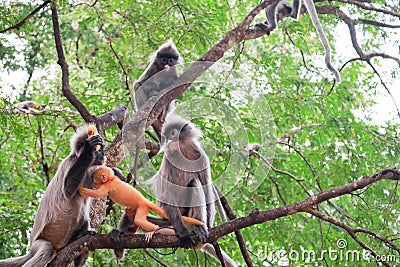 A Faminy of Langur Stock Photo