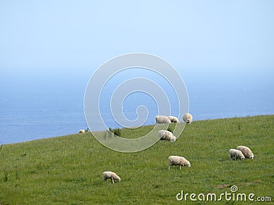 Famous australian sheep. Stock Photo