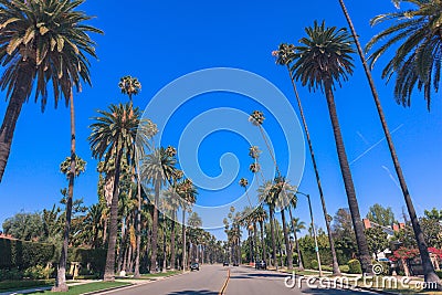 Famous Beverly Hills palms along the street in Los Angeles Stock Photo