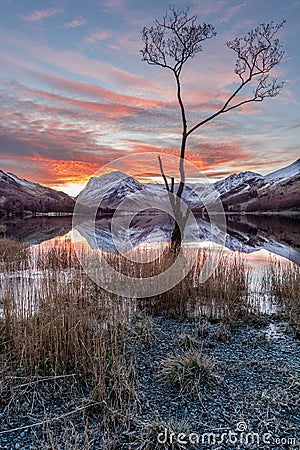 Famous Buttermere Lone Tree With Beautiful Sunrise. Stock Photo