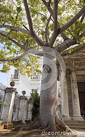 The famous Ceiba Tree on Plaza de Armas in old Havana, people bypass to circle the tree in hopes of execution their wishes Stock Photo