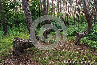 Famous Crooked Forest Stock Photo