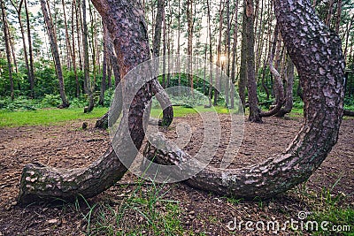 Famous Crooked Forest Stock Photo
