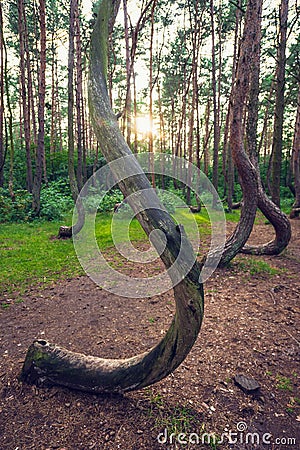 Famous Crooked Forest Stock Photo