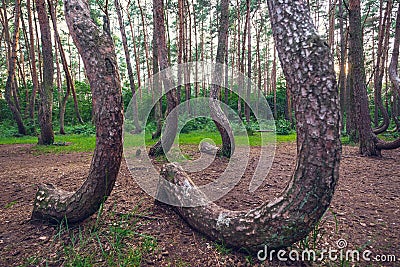 Famous Crooked Forest Stock Photo